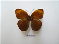 藏品(串珠環蝶)的圖片